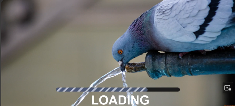 kindness to animals in islam